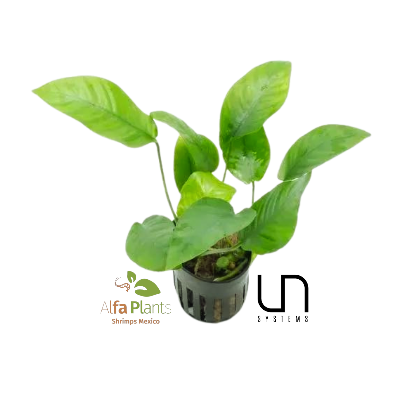 Anubias Barteri sp. Striped