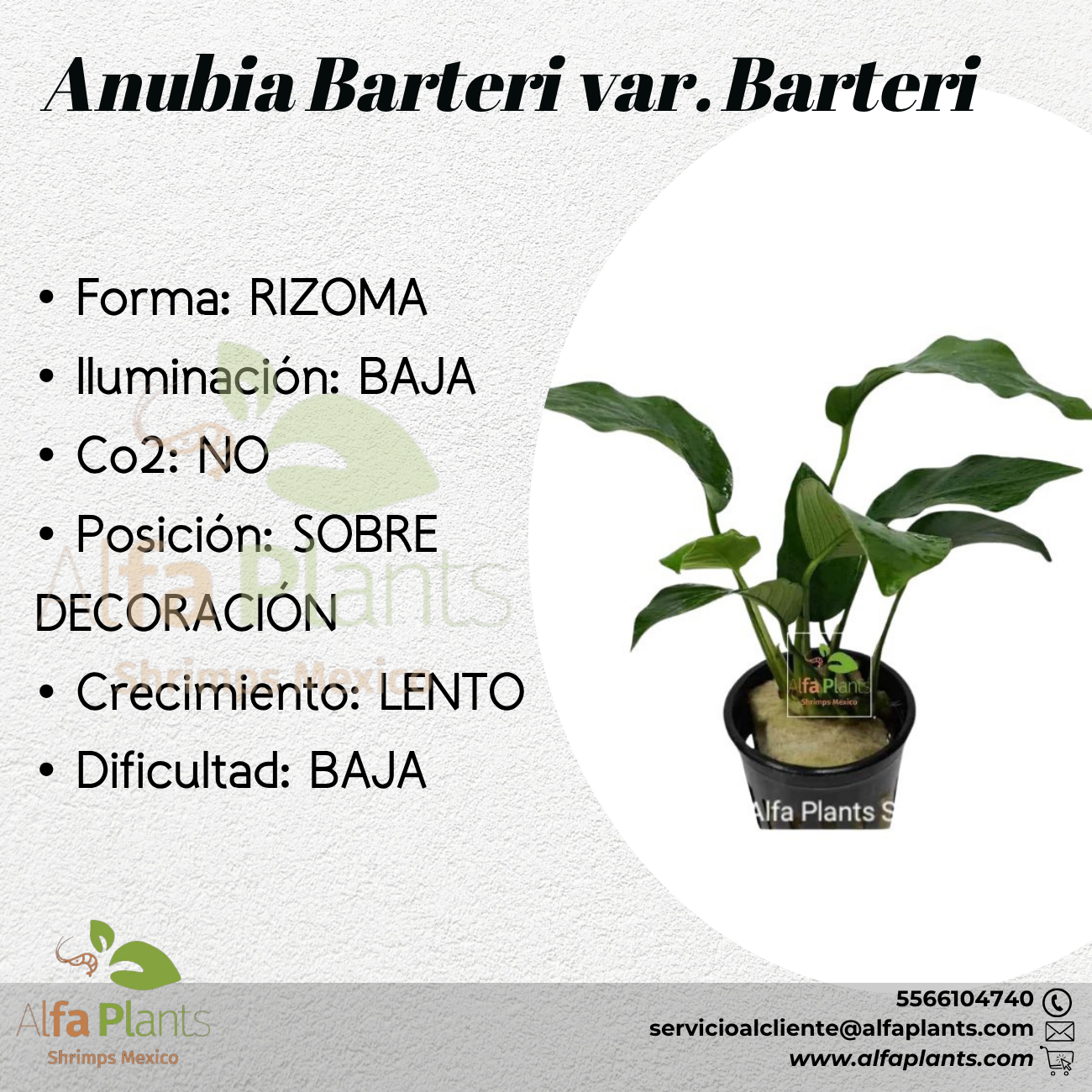 Anubias Barteri var. Barteri