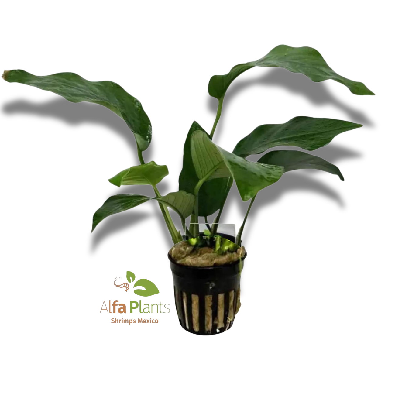 Anubias Barteri var. Barteri