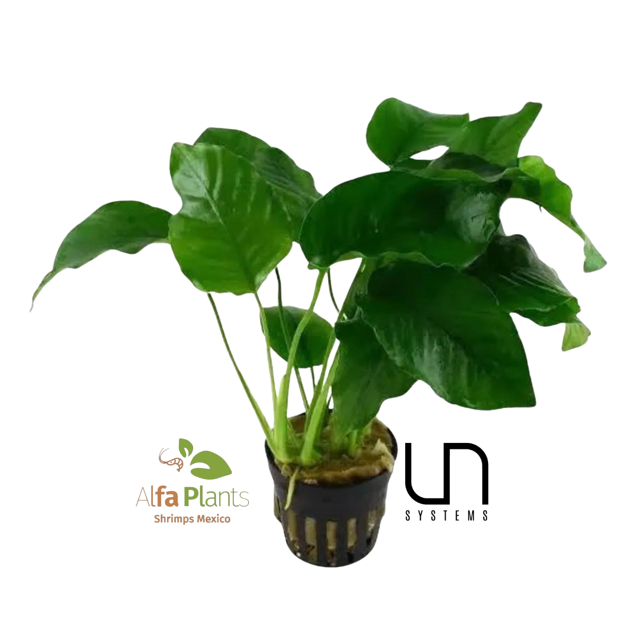 Anubias Barteri var. Barteri