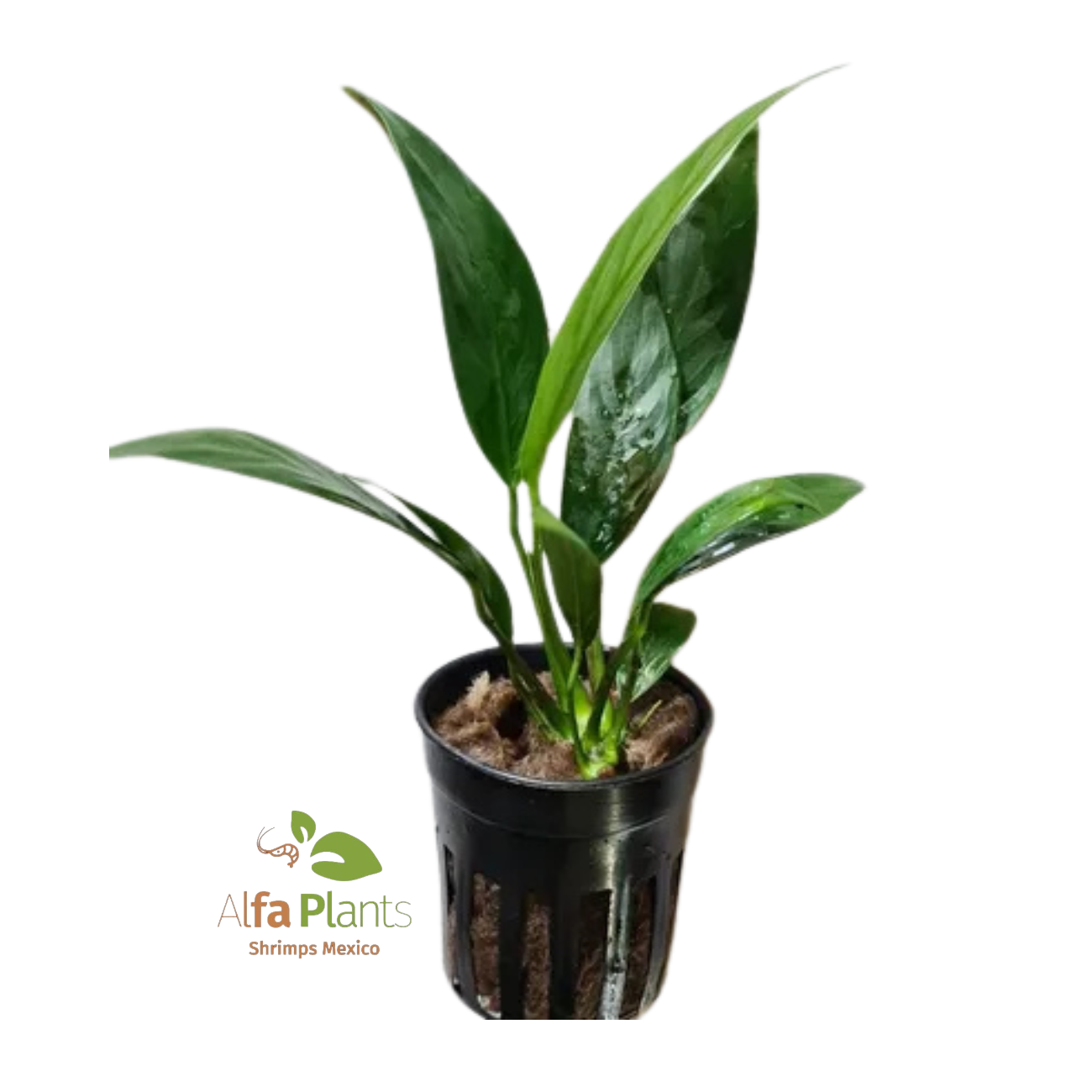 Anubias Congensis