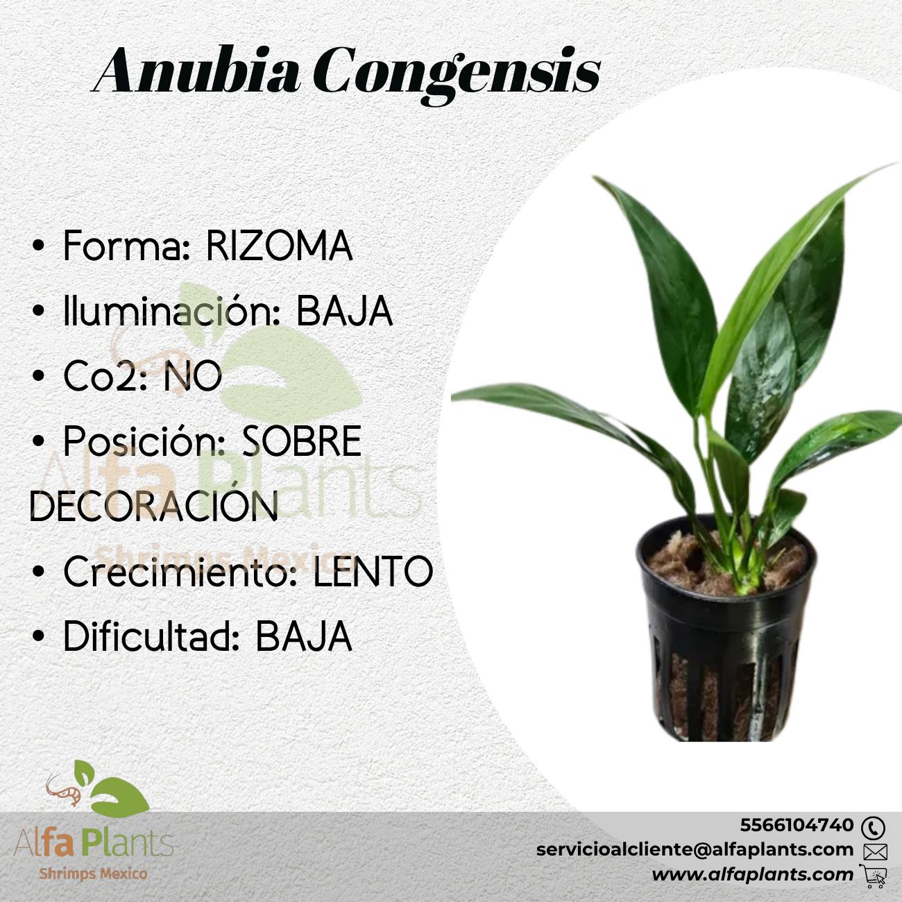 Anubias Congensis