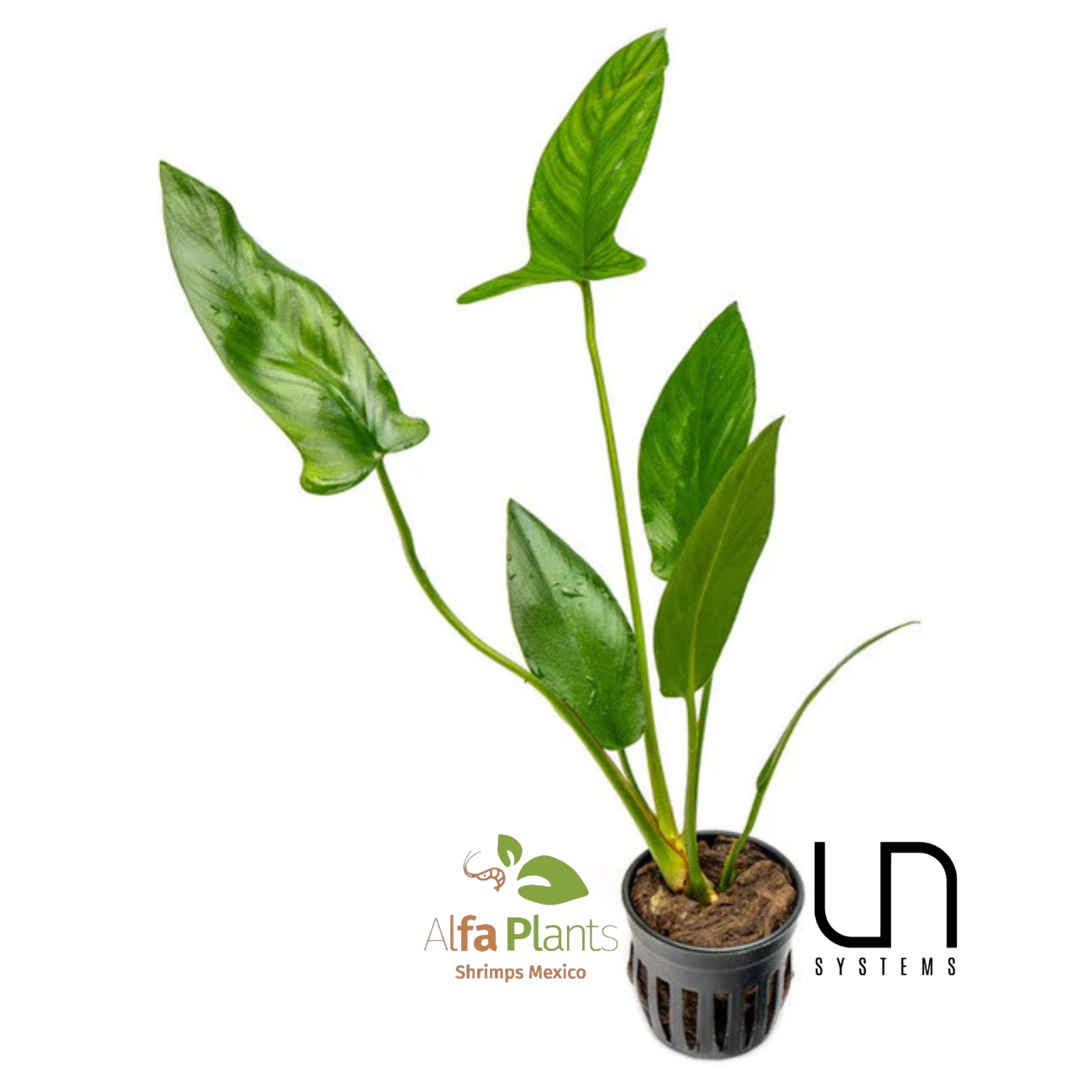 Anubias Hastifolia