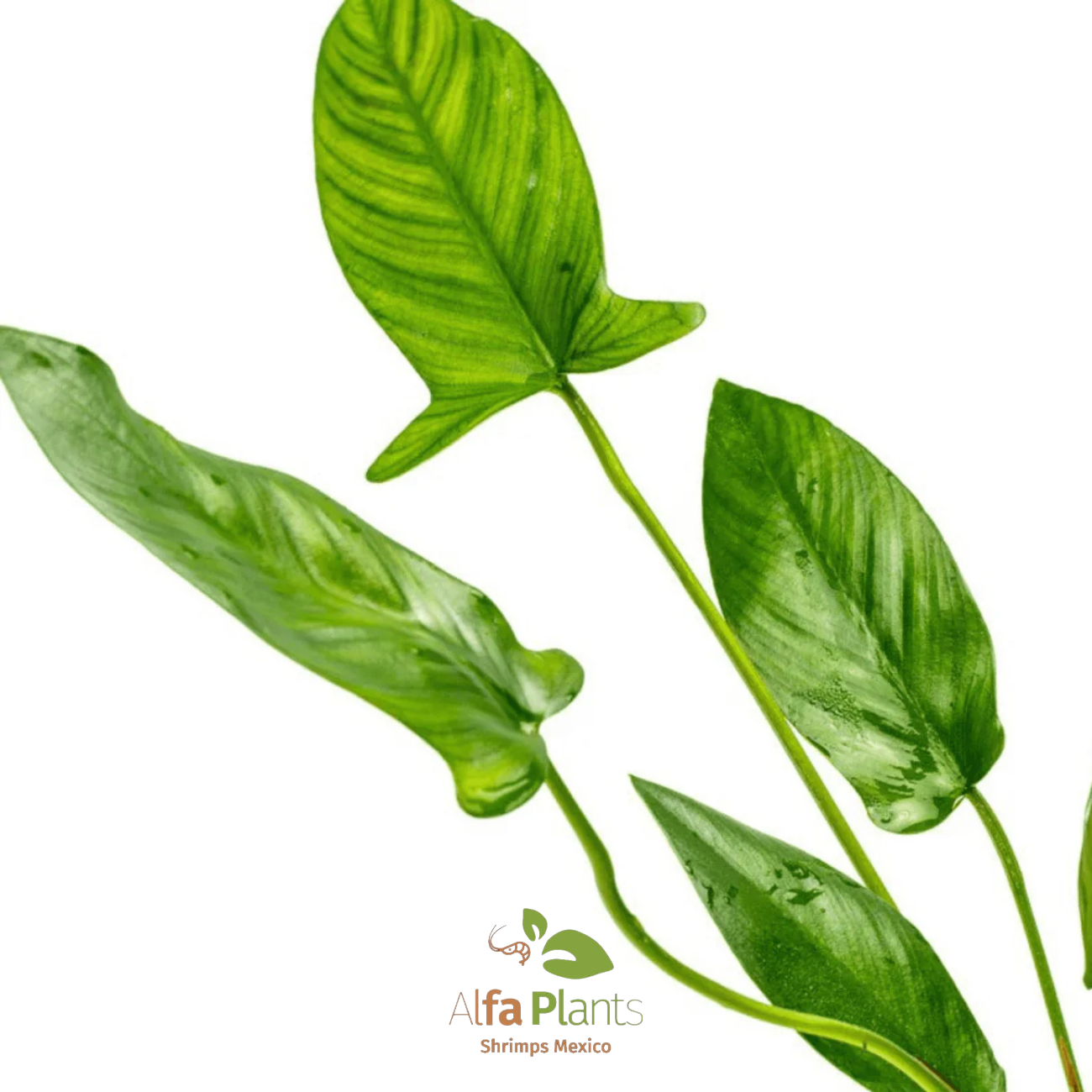 Anubias Hastifolia