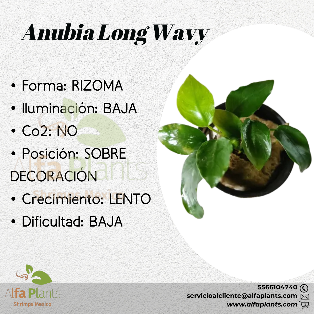 Anubias Nana Long Wavy
