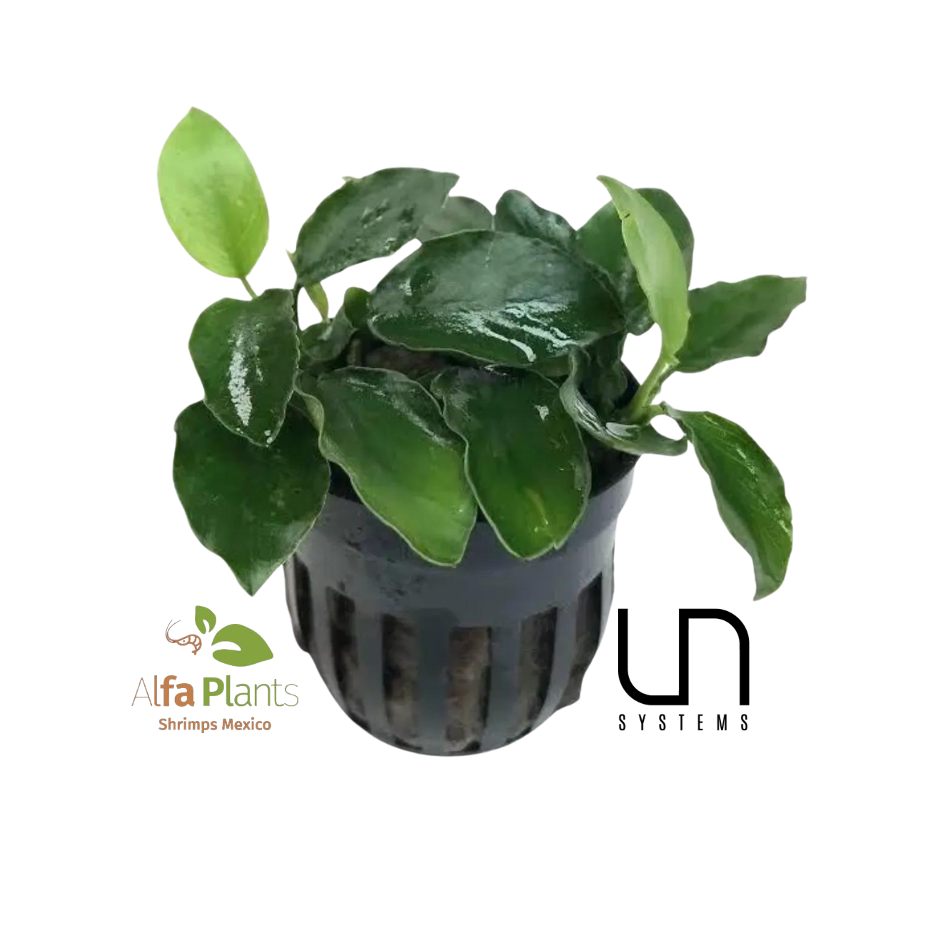 Anubias Nana Long Wavy