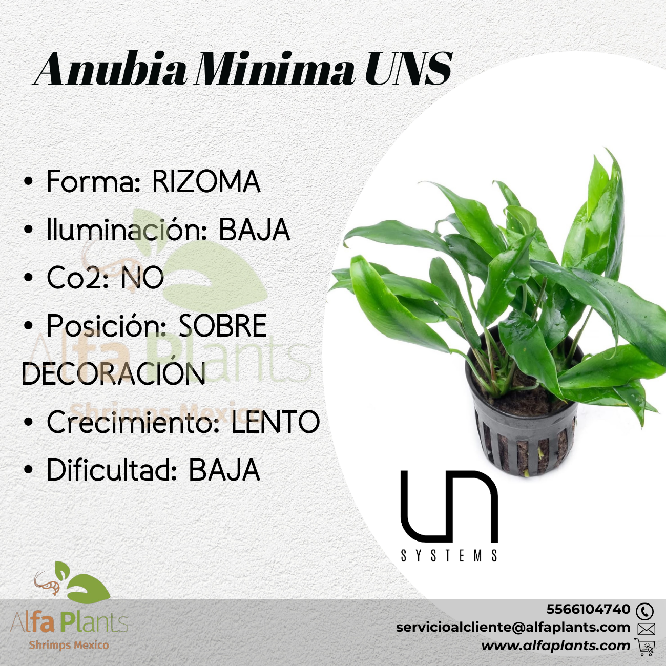 Anubias Minima