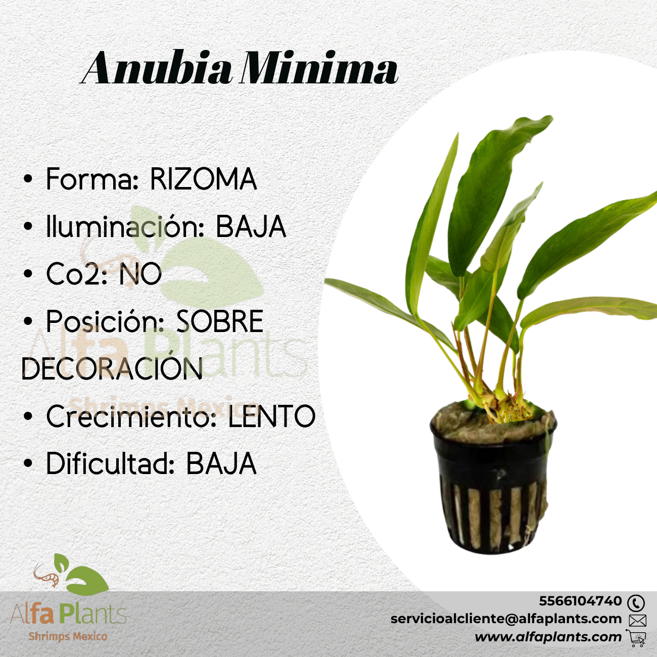 Anubias Minima