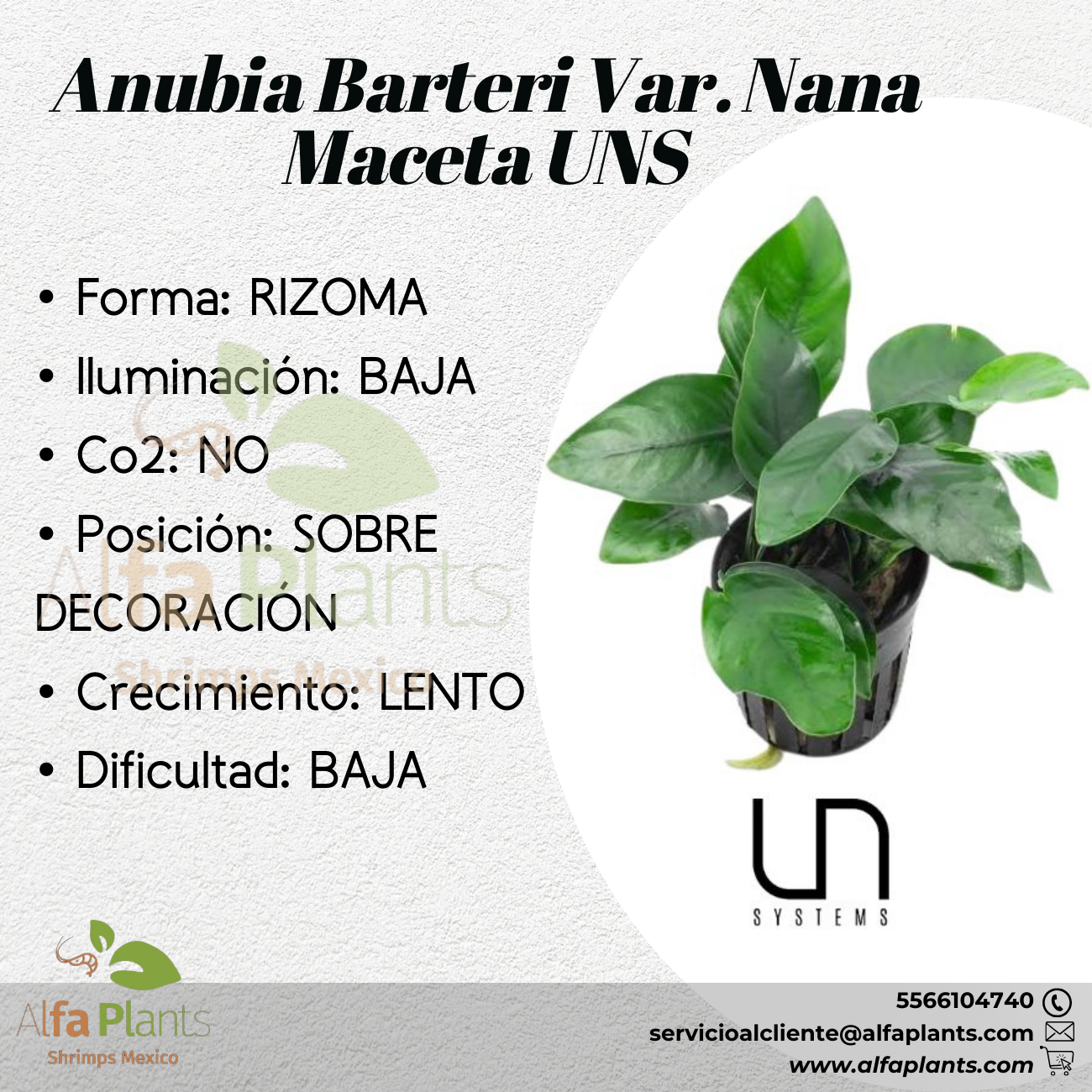 Anubias Barteri var Nana