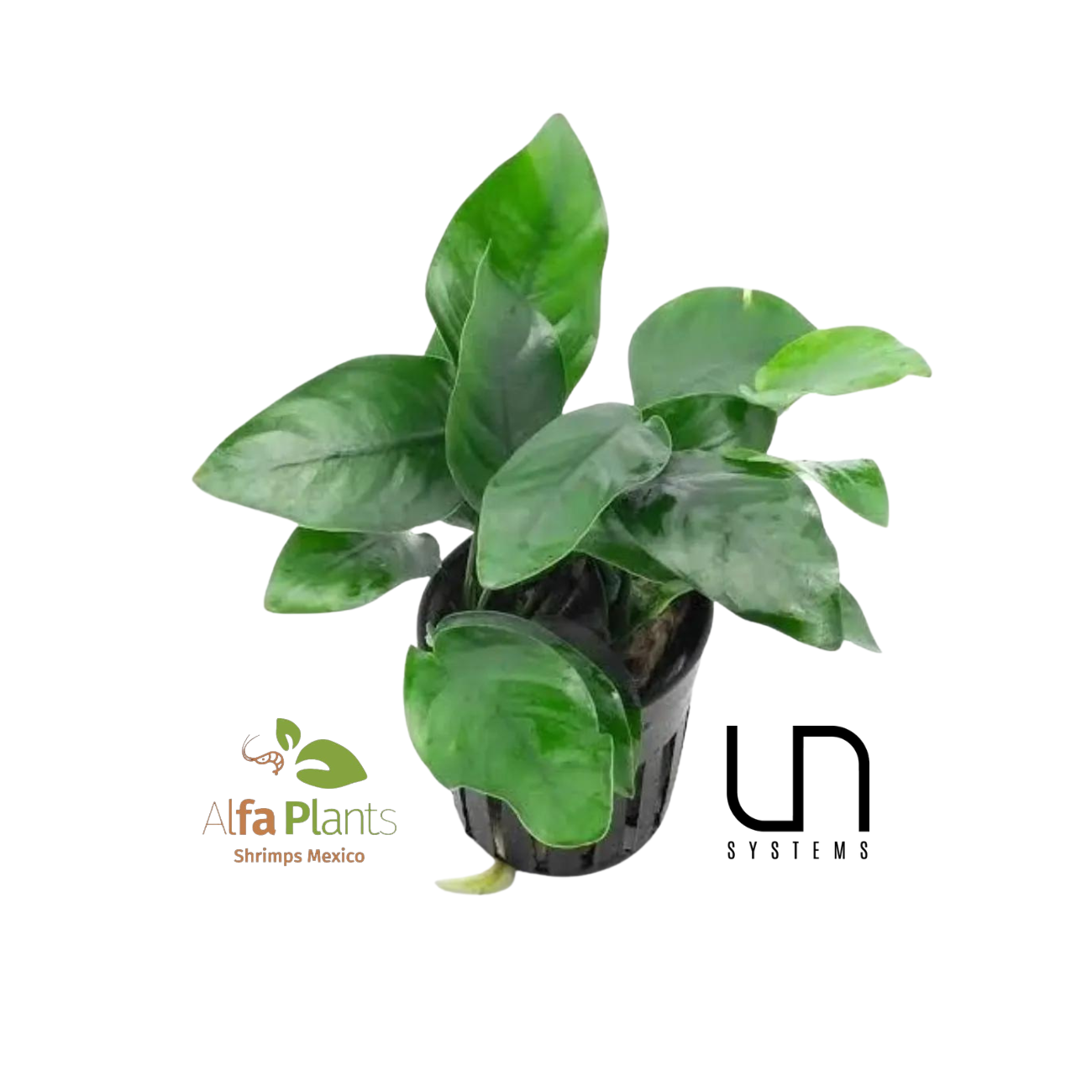 Anubias Barteri var Nana