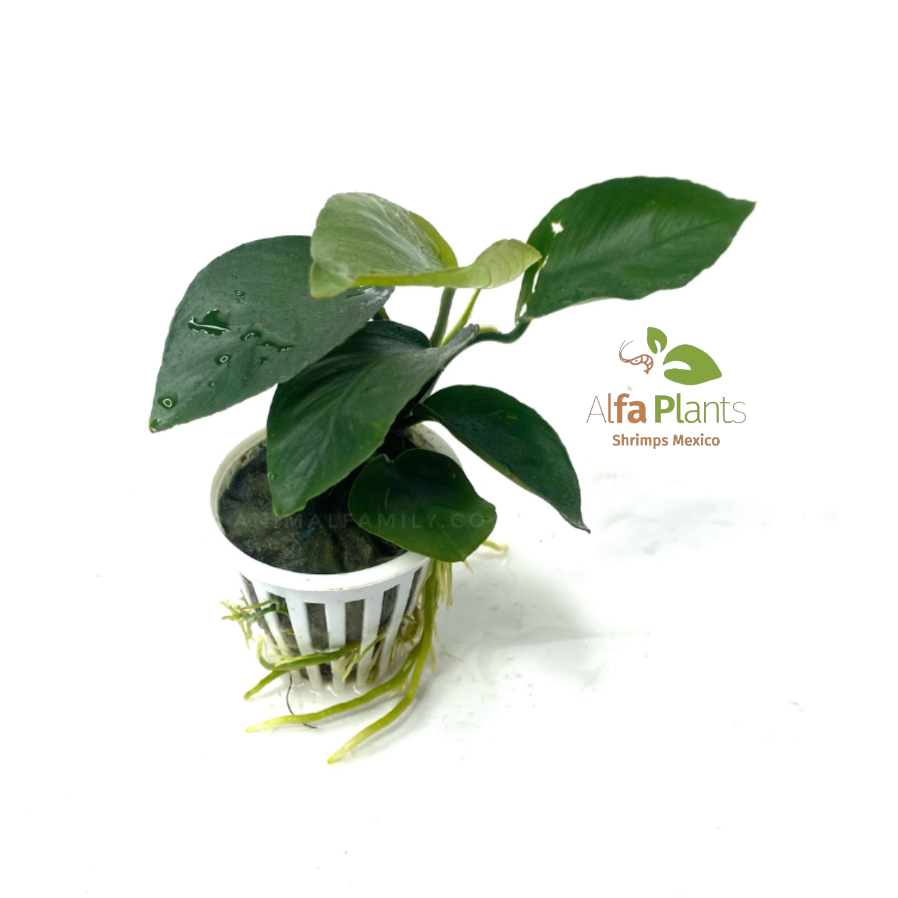 Anubias Barteri var Nana