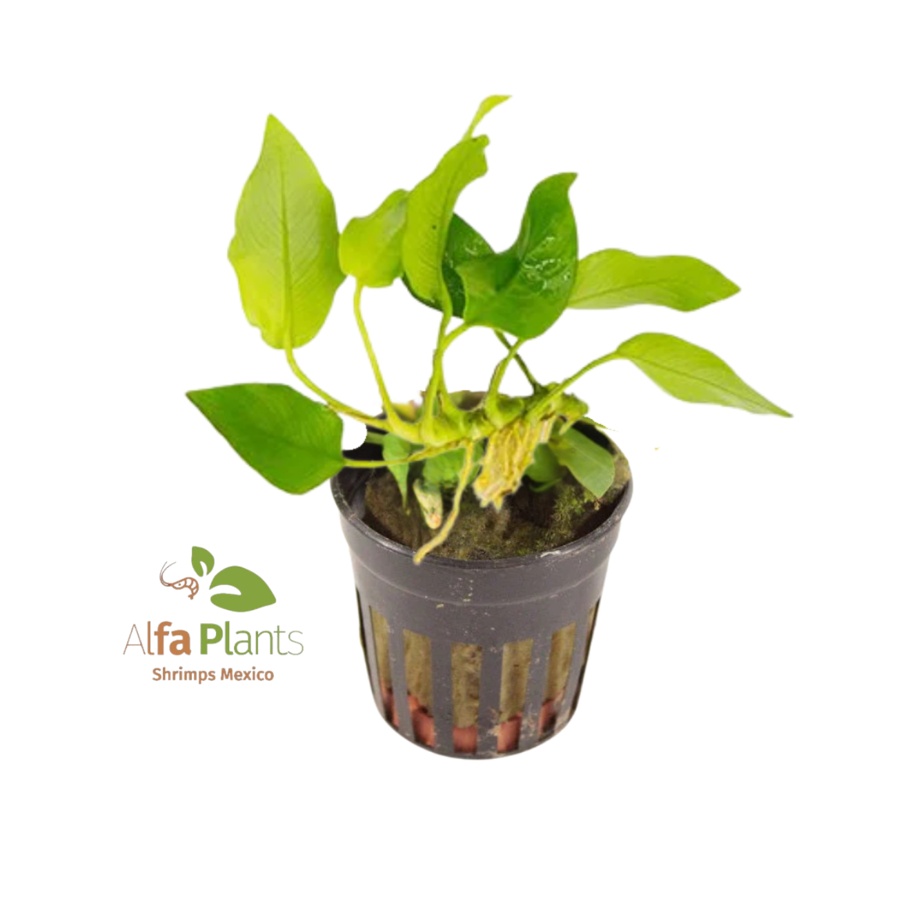 Anubias Nana Golden