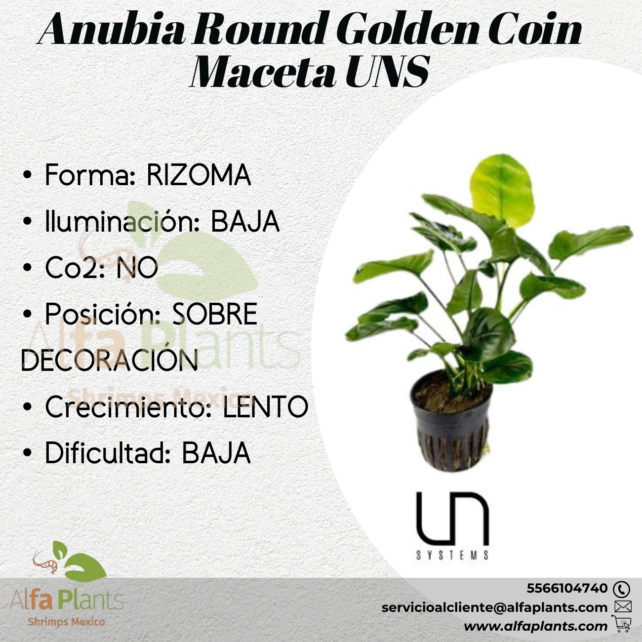 Anubias Round Golden Coin