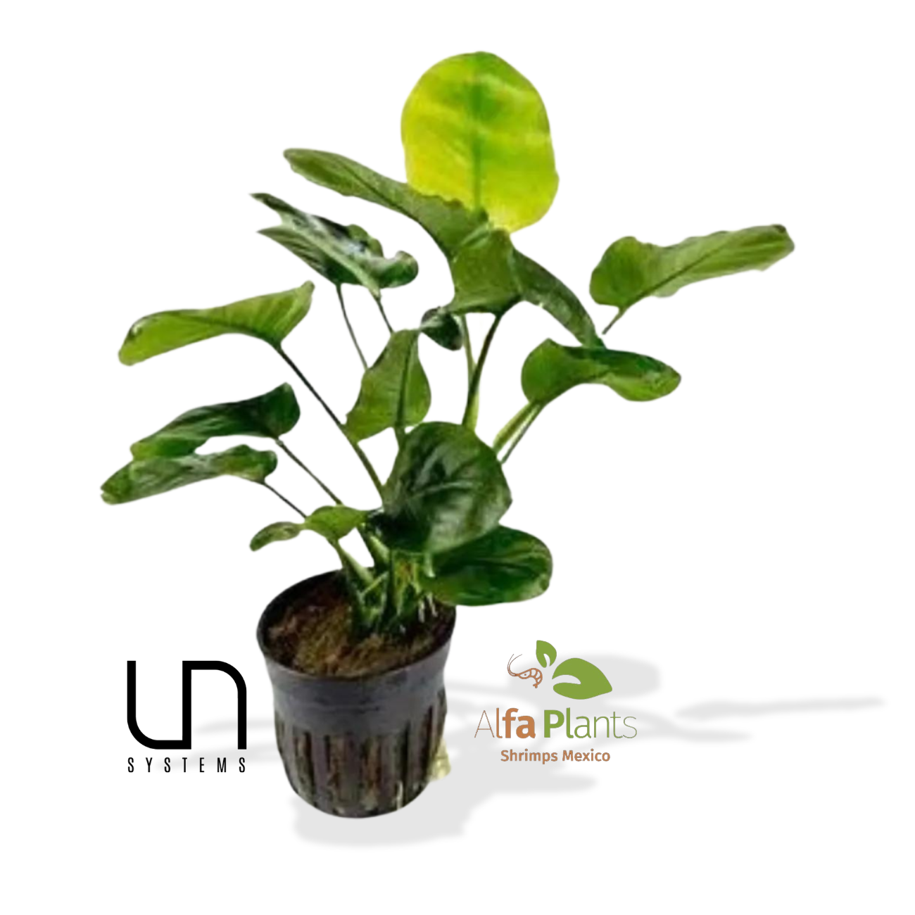 Anubias Round Golden Coin