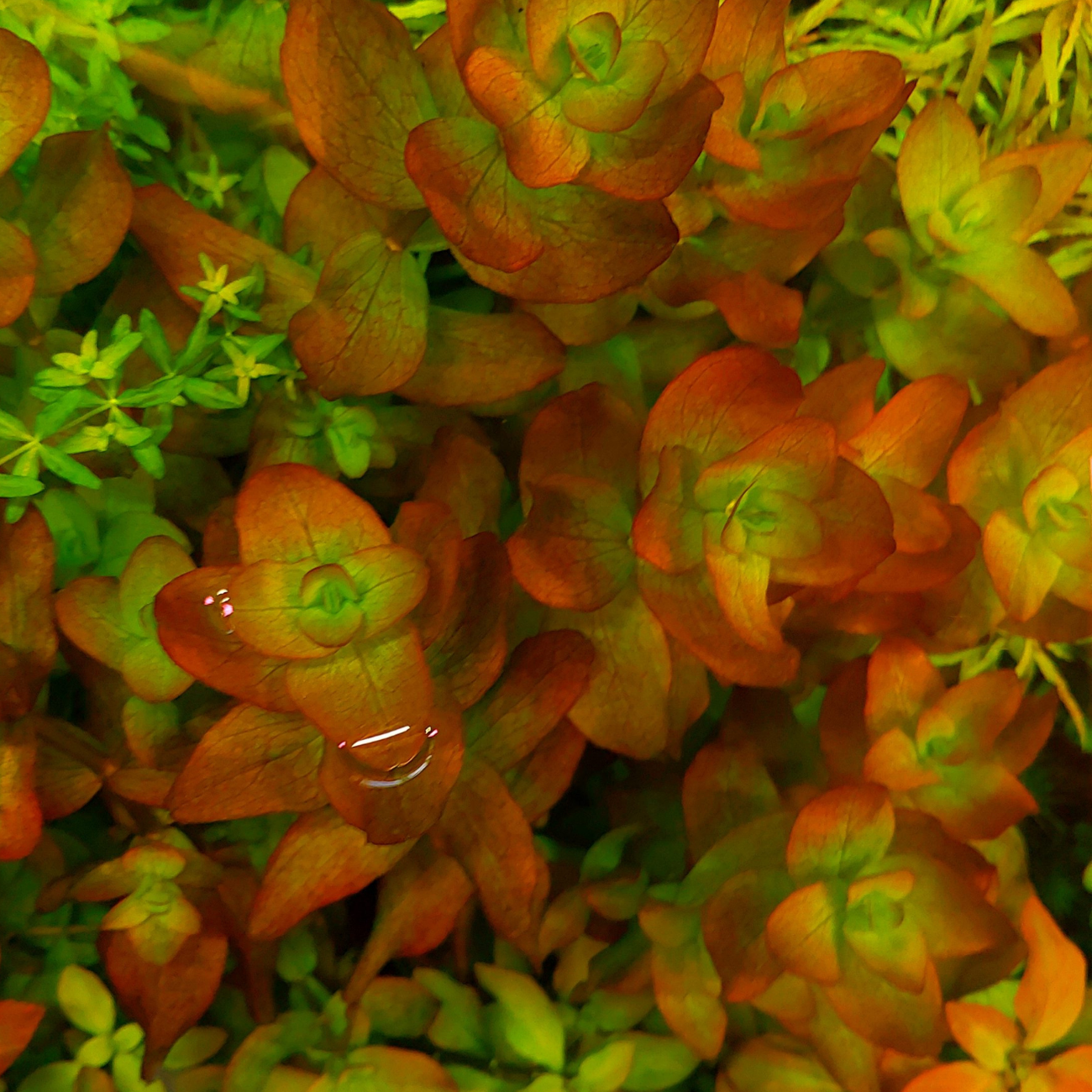 Bacopa Colorata