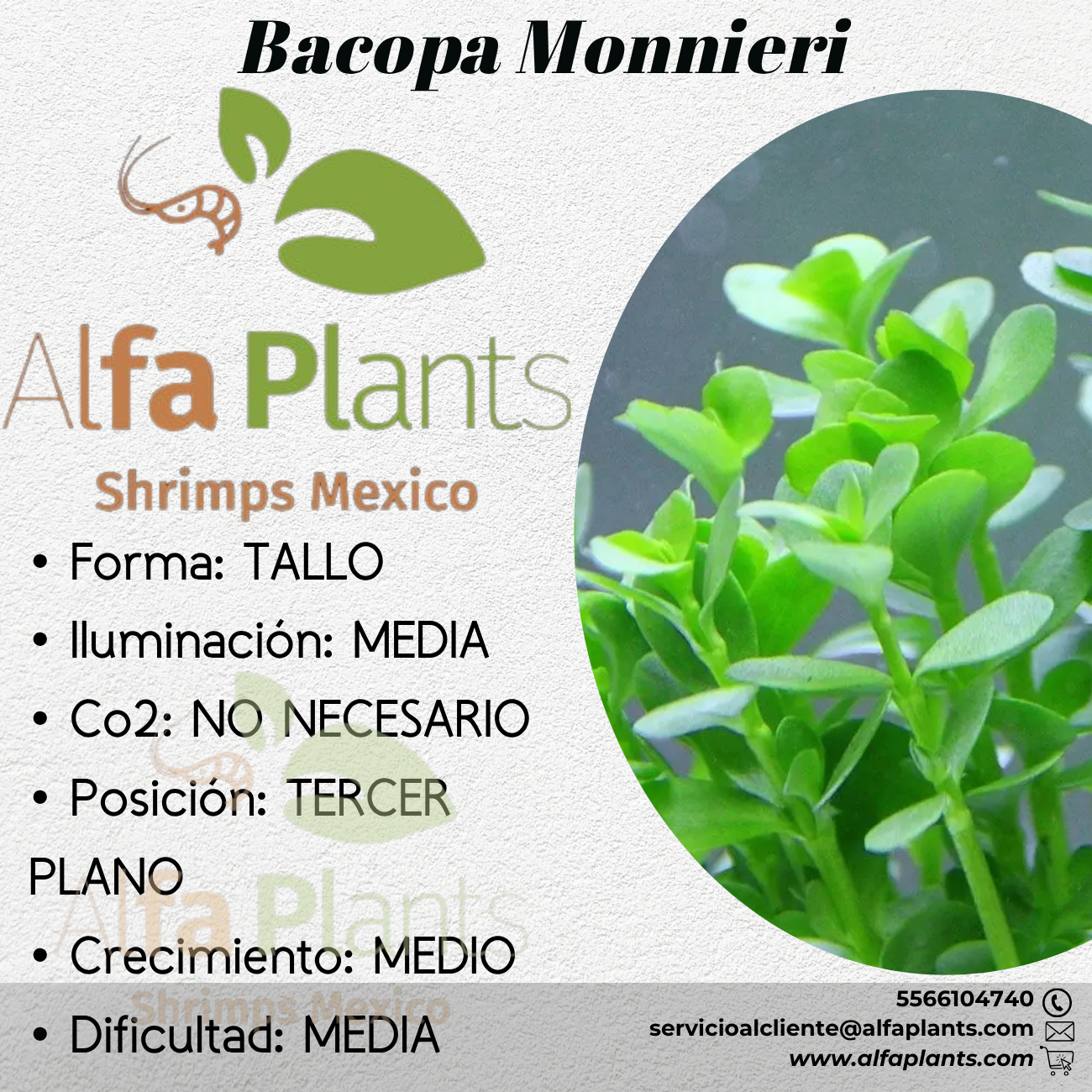 Bacopa Monnieri