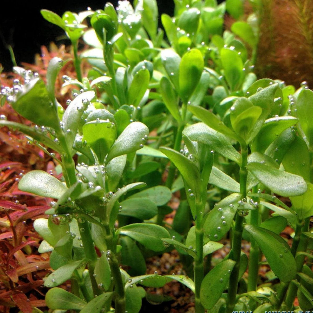 Bacopa Monnieri