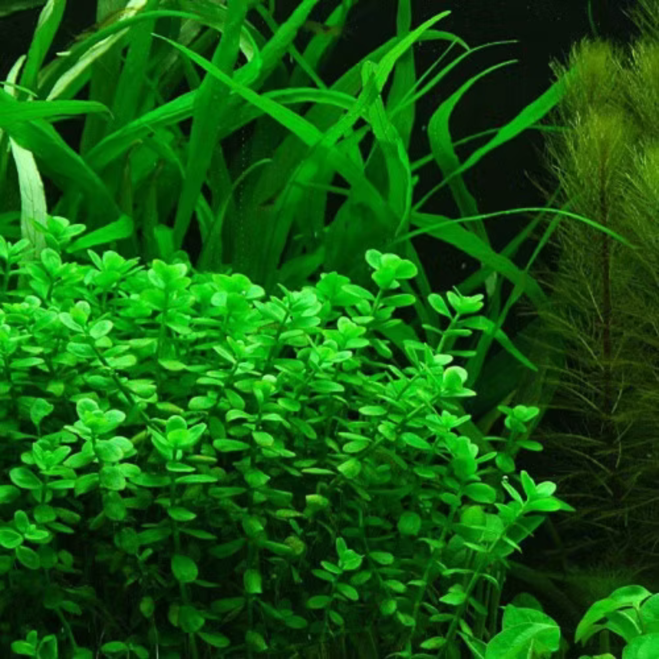 Bacopa Monnieri