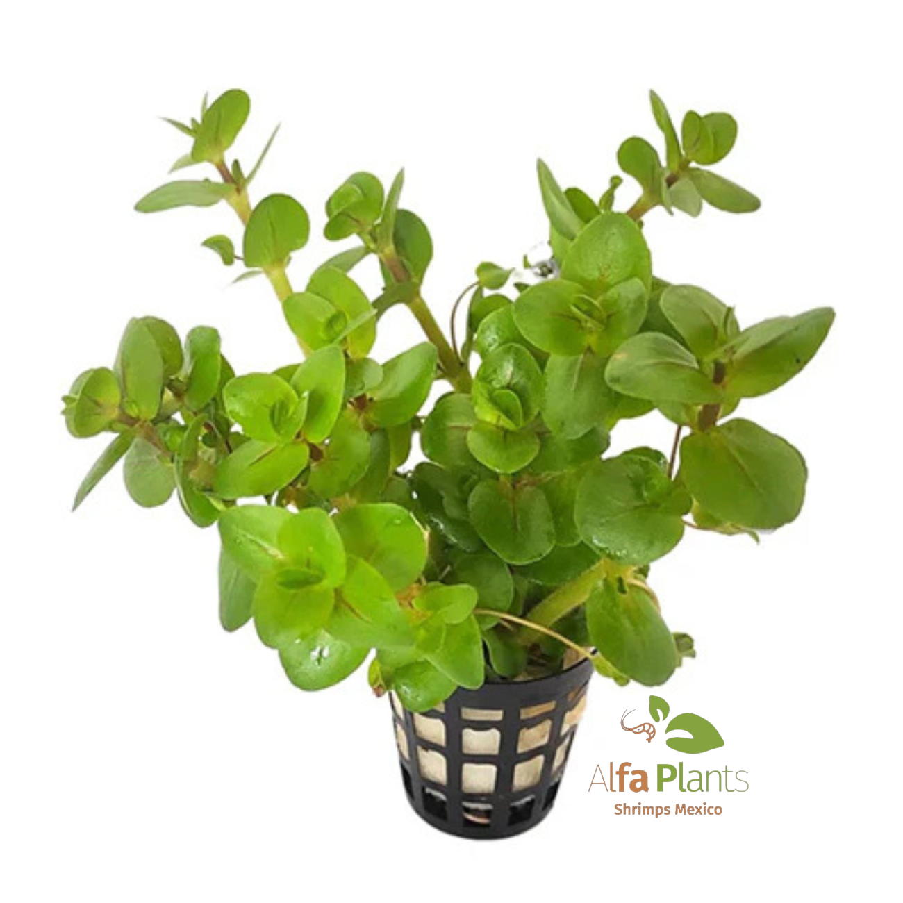 Bacopa Salzmanii