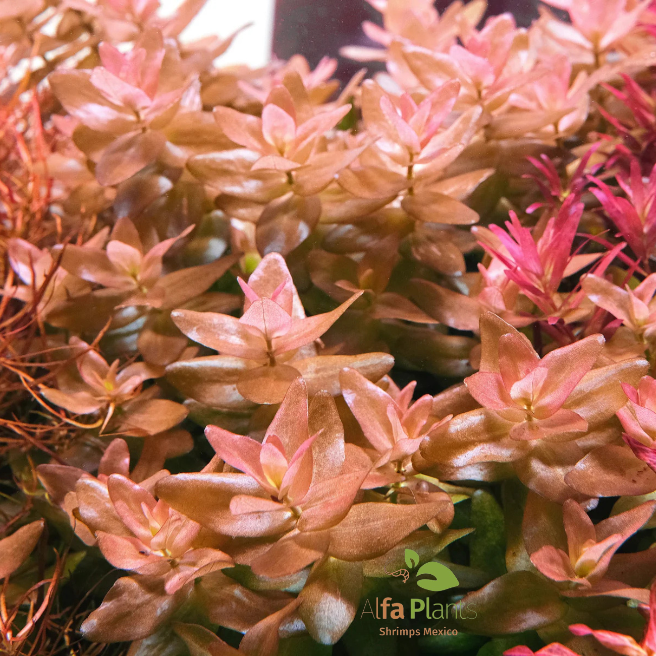 Bacopa Salzmanii