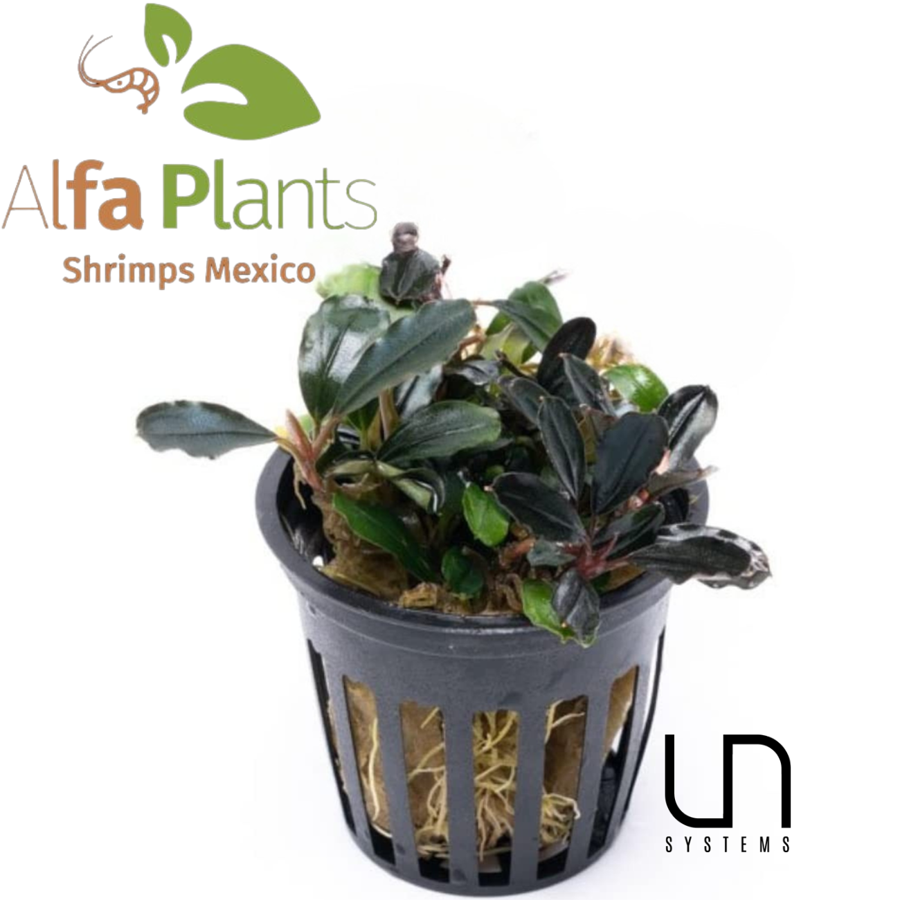 Bucephalandra Arrogant Blue