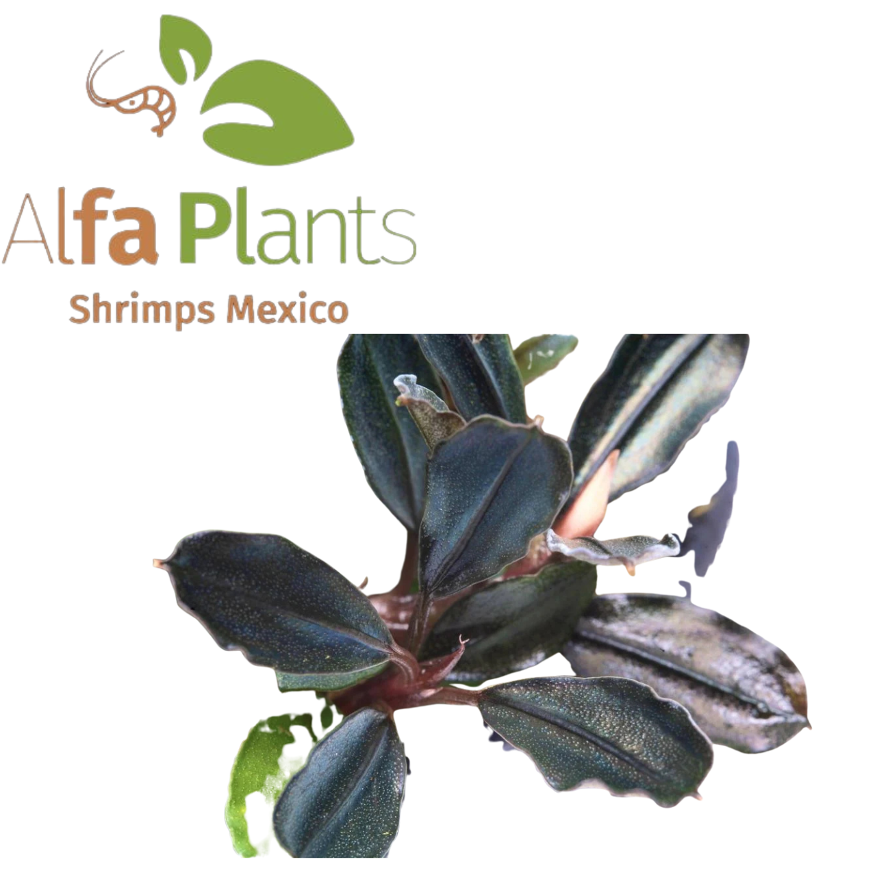Bucephalandra Arrogant Blue