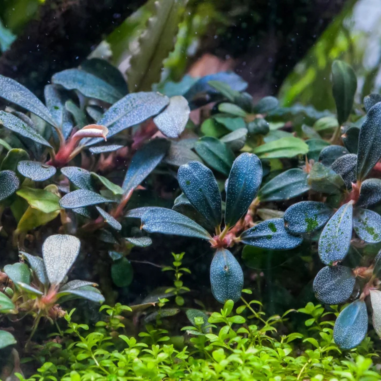 Bucephalandra Arrogant Blue