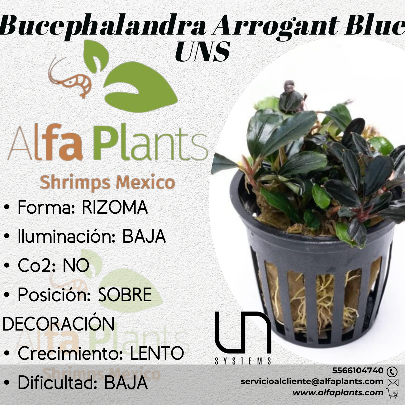Bucephalandra Arrogant Blue