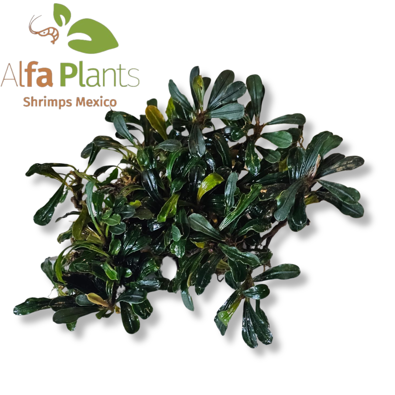 Bucephalandra Black Velvet