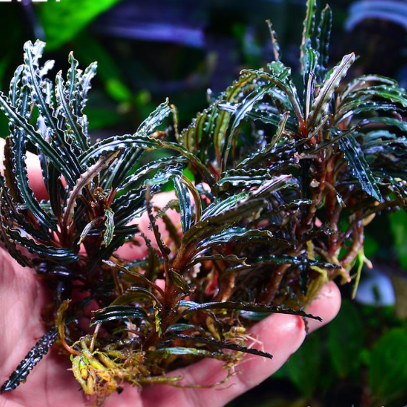 Bucephalandra Black Velvet