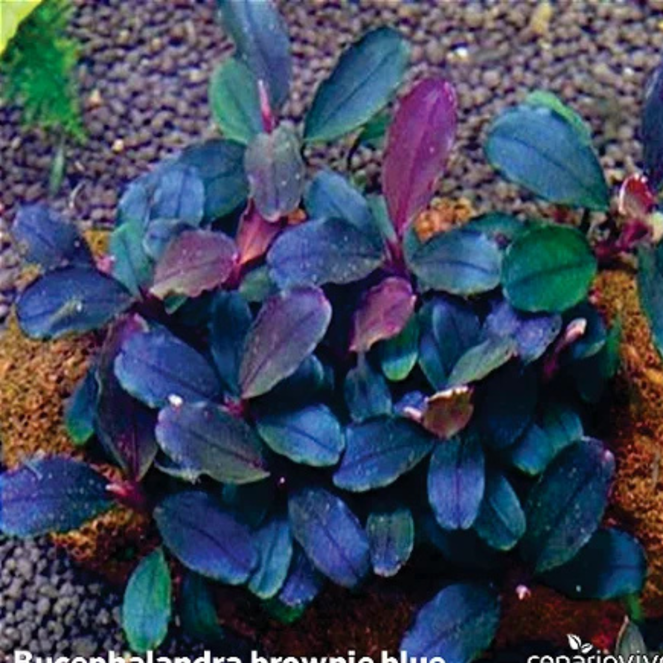 Bucephalandra Brownie Blue