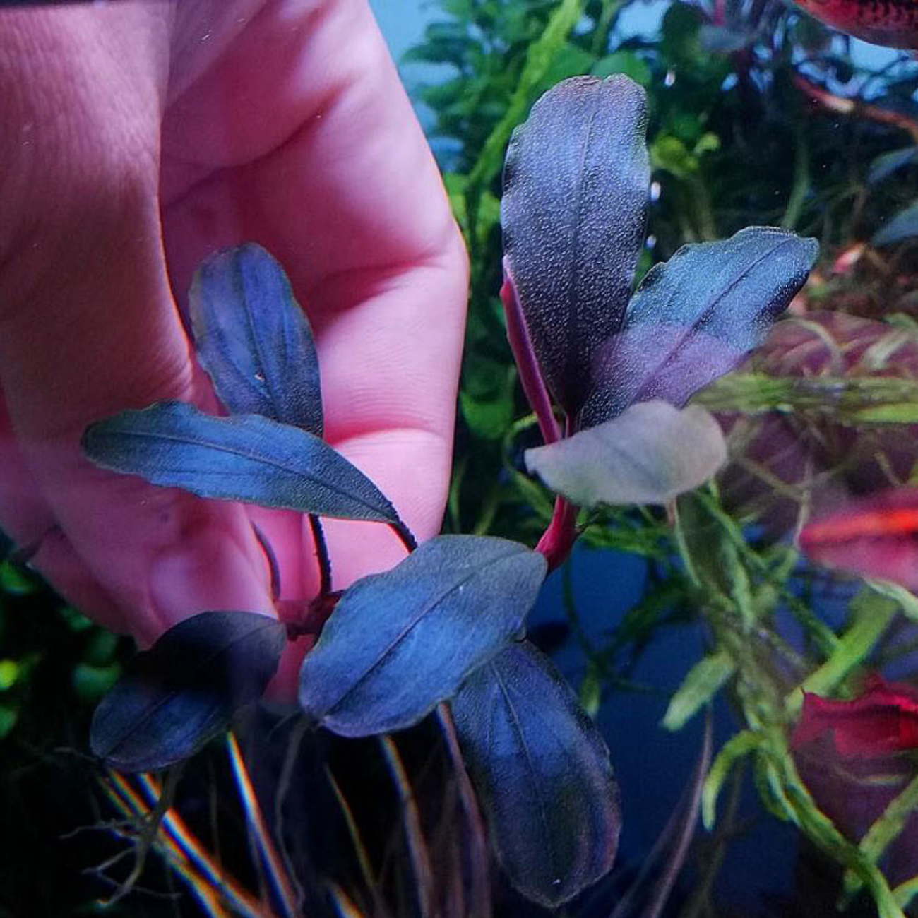 Bucephalandra Brownie Blue