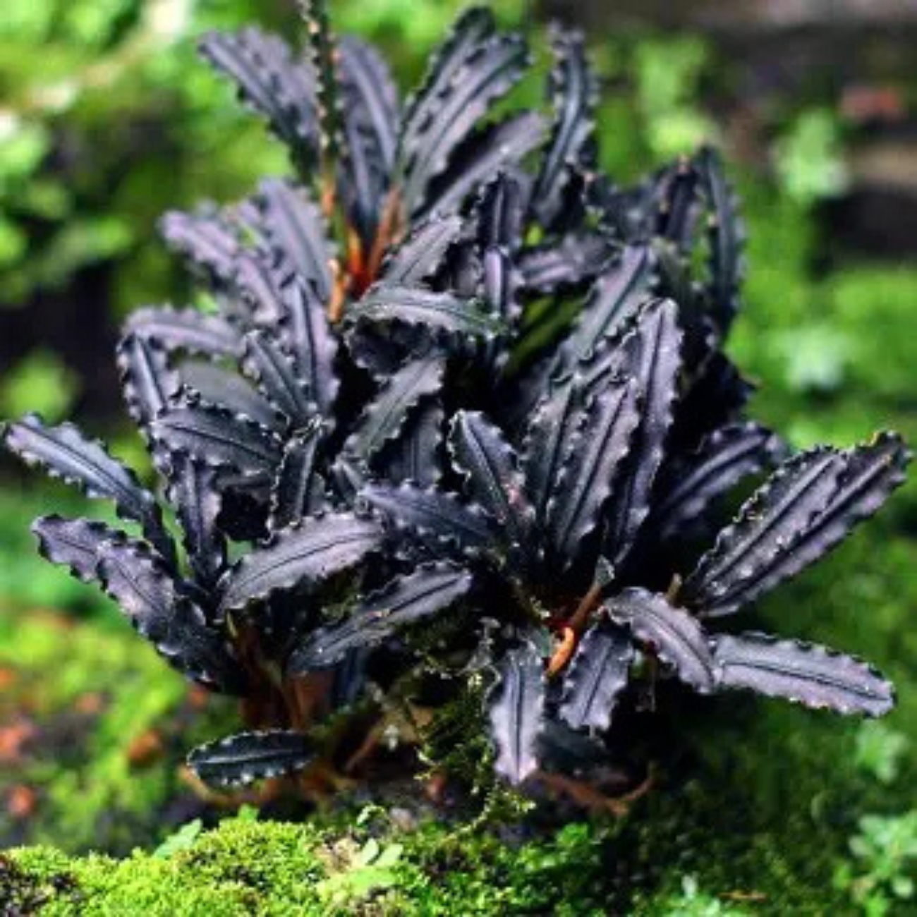 Bucephalandra distintas variedades
