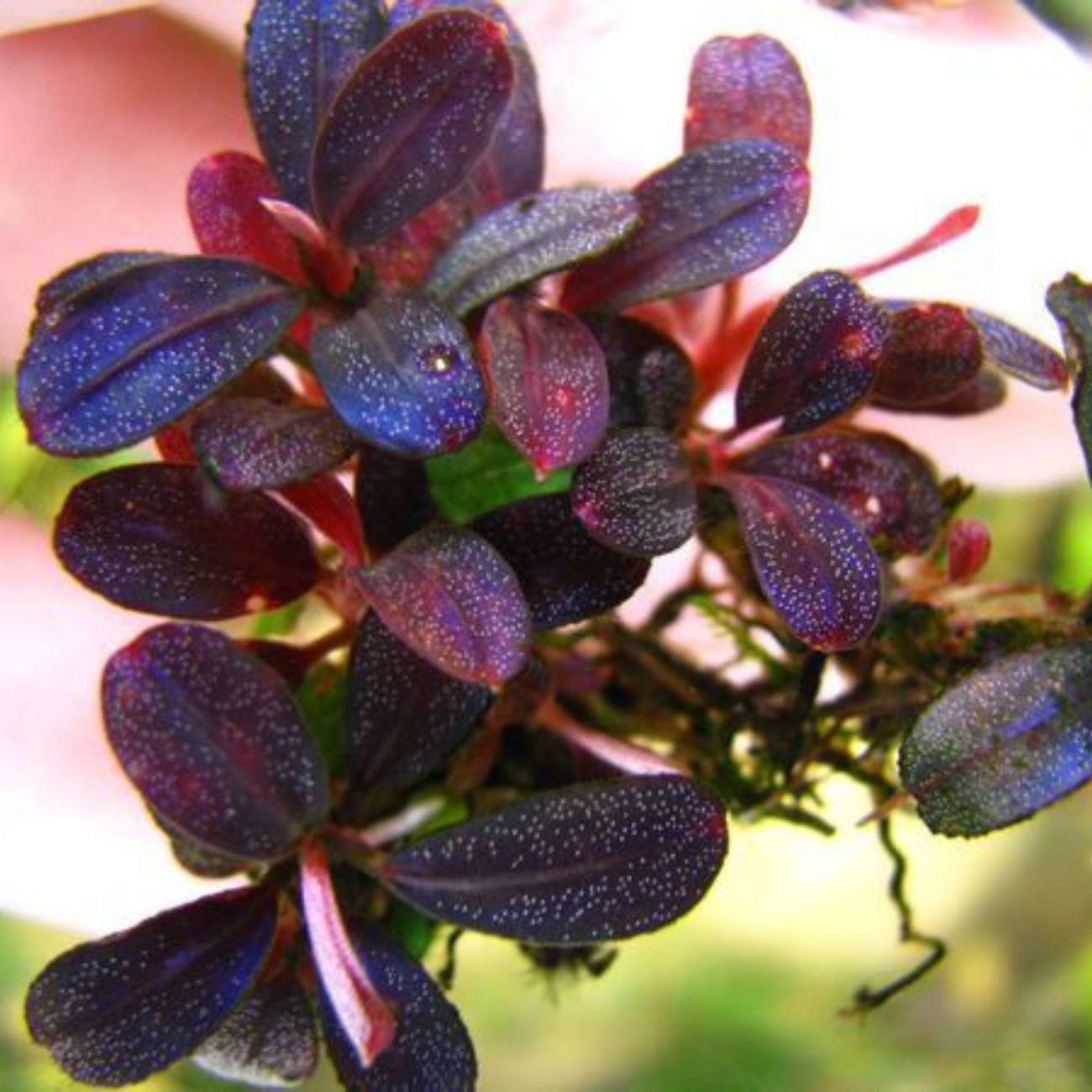 Bucephalandra distintas variedades