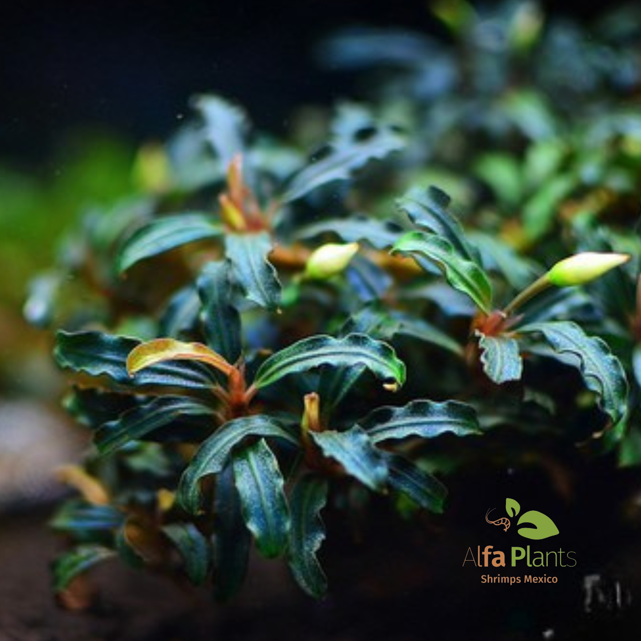 Bucephalandra distintas variedades