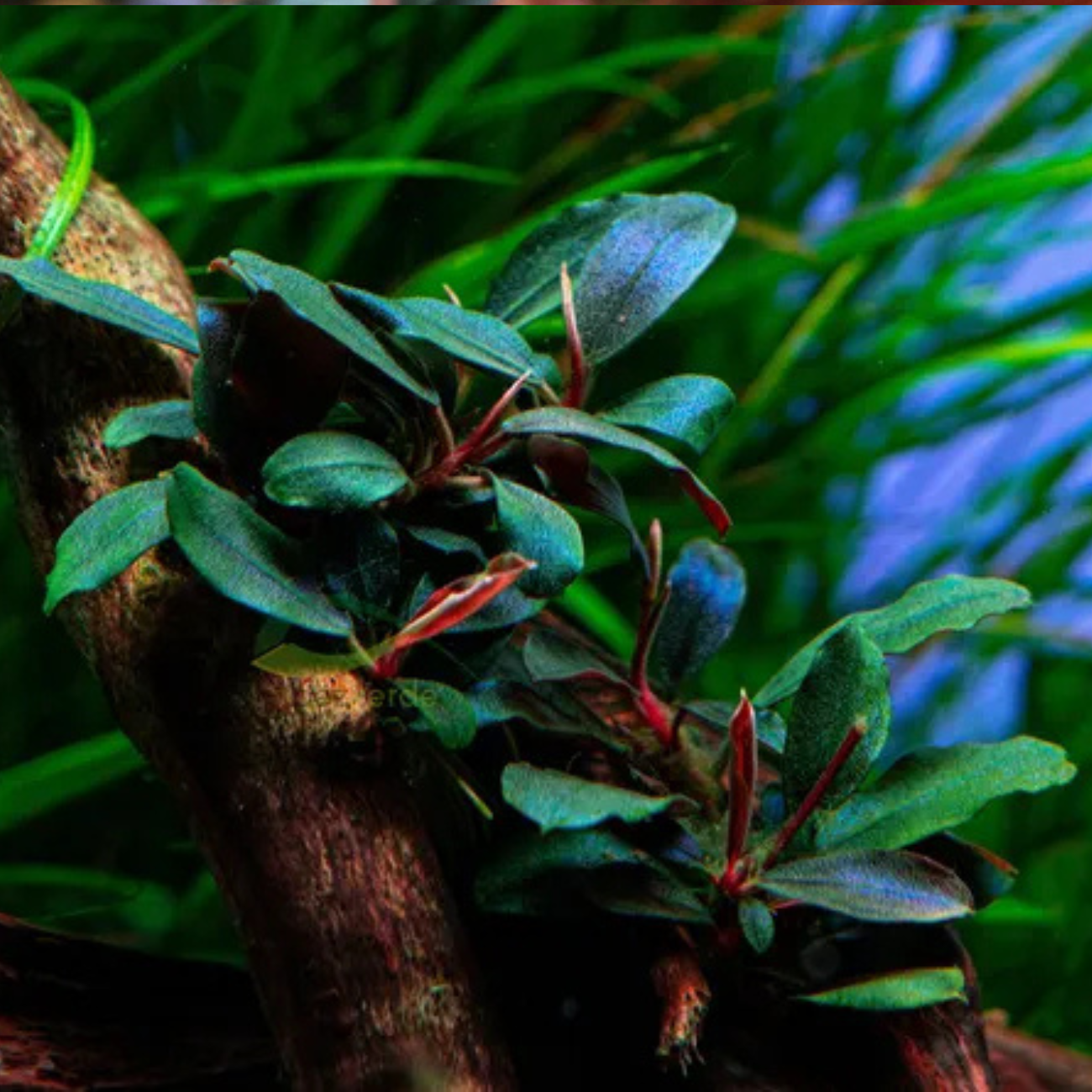 Bucephalandra distintas variedades