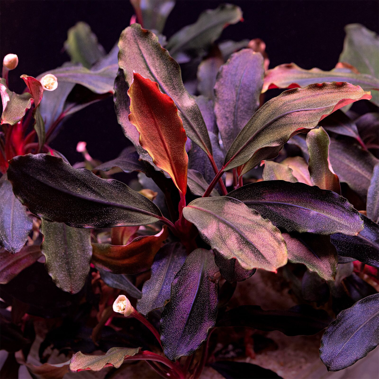 Bucephalandra distintas variedades