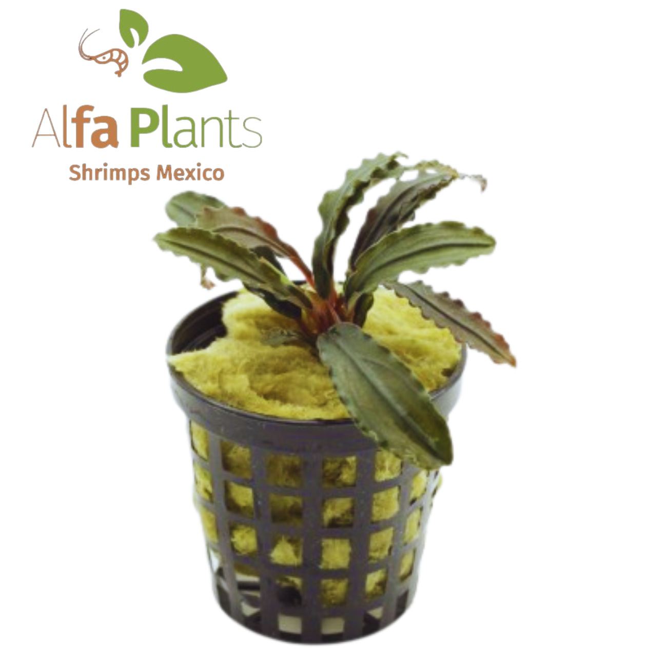 Bucephalandra Godzilla Green