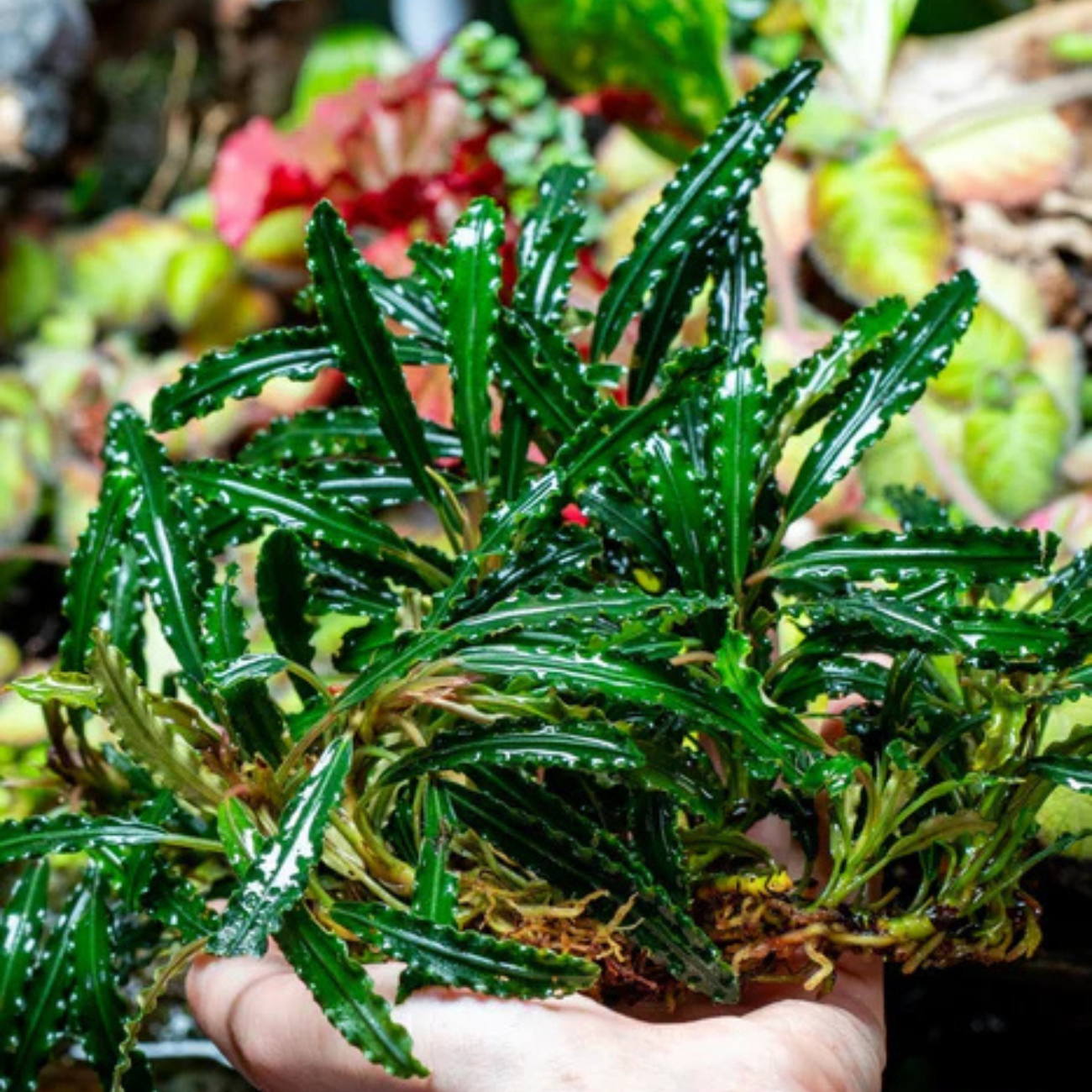 Bucephalandra Godzilla Green