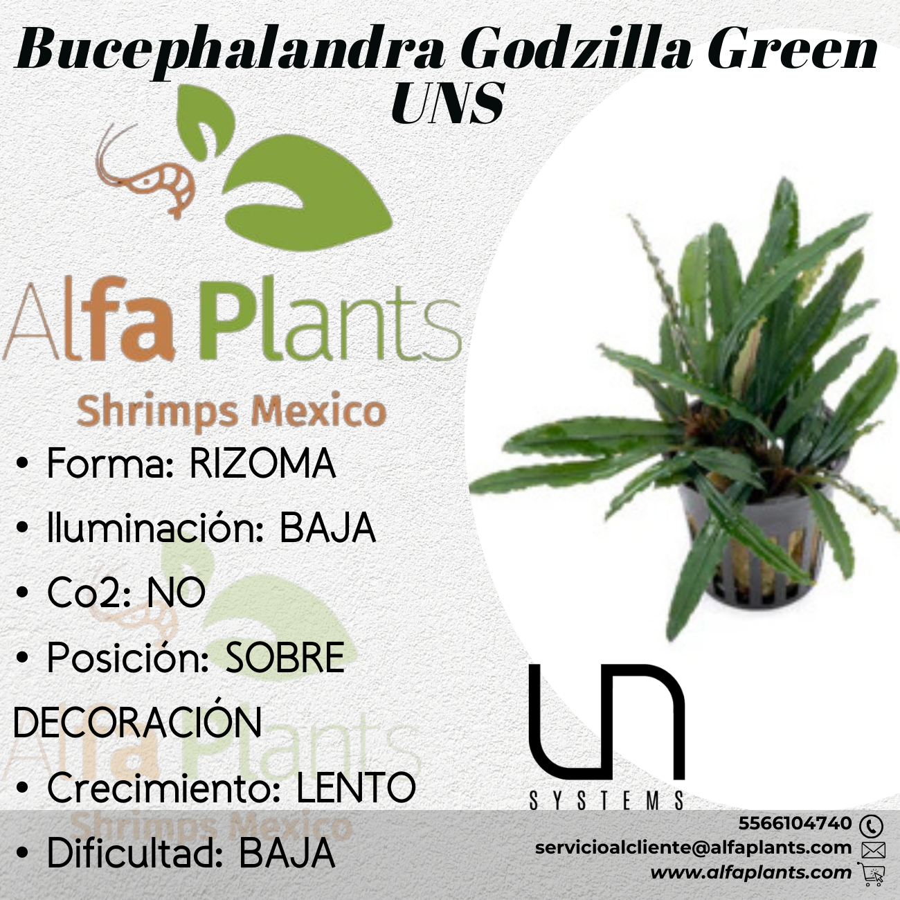 Bucephalandra Godzilla Green