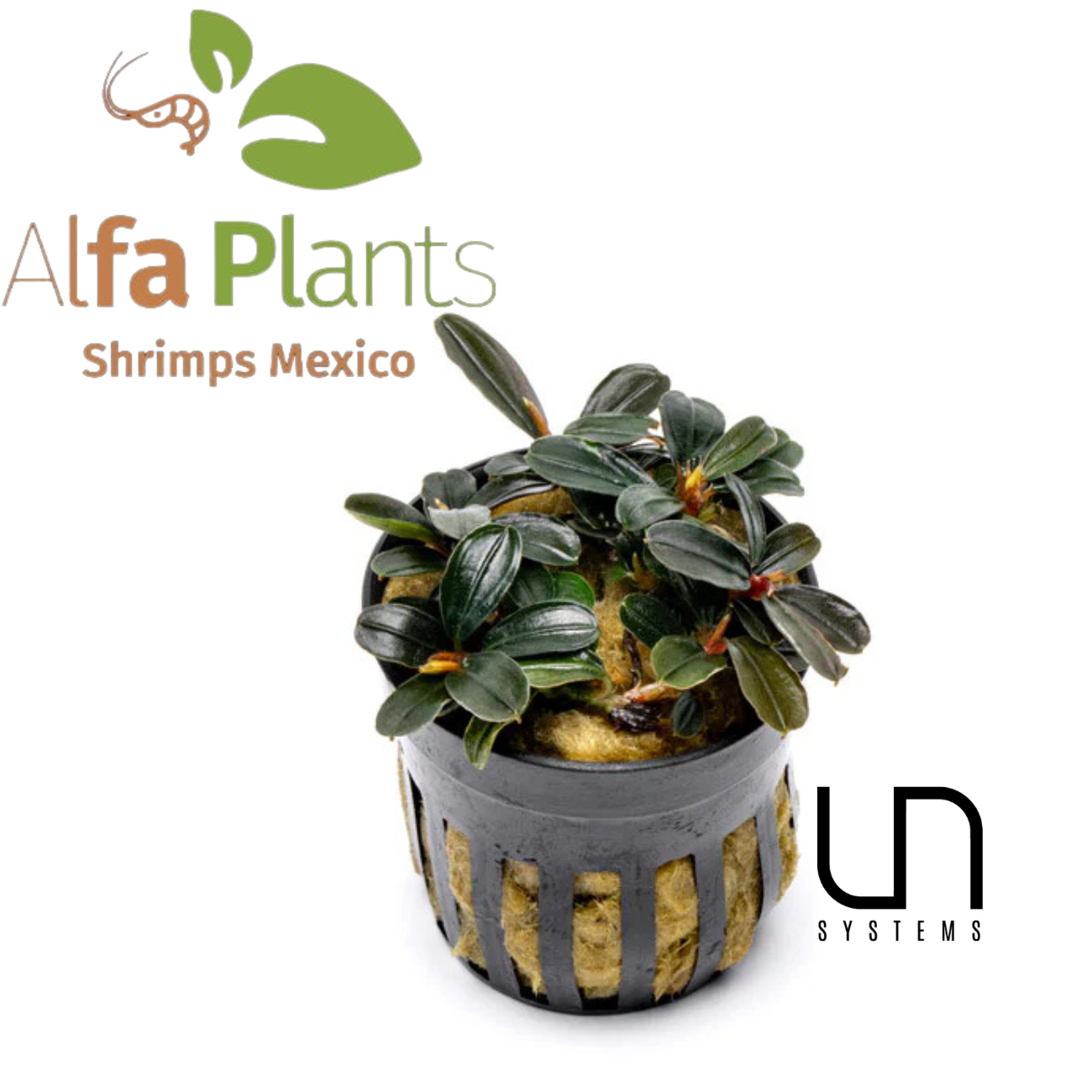 Bucephalandra Kedagang Round Mini