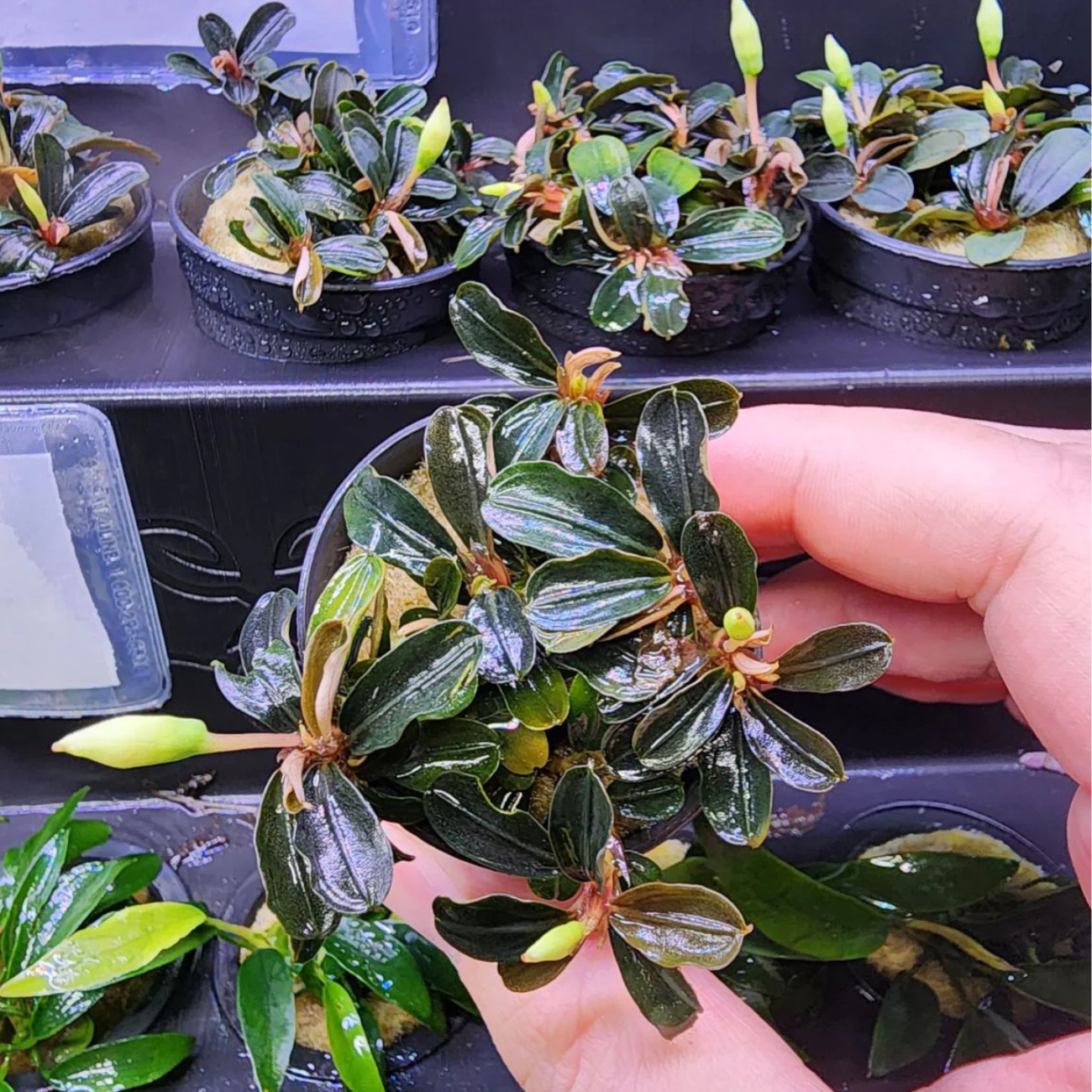 Bucephalandra Kedagang Round Mini