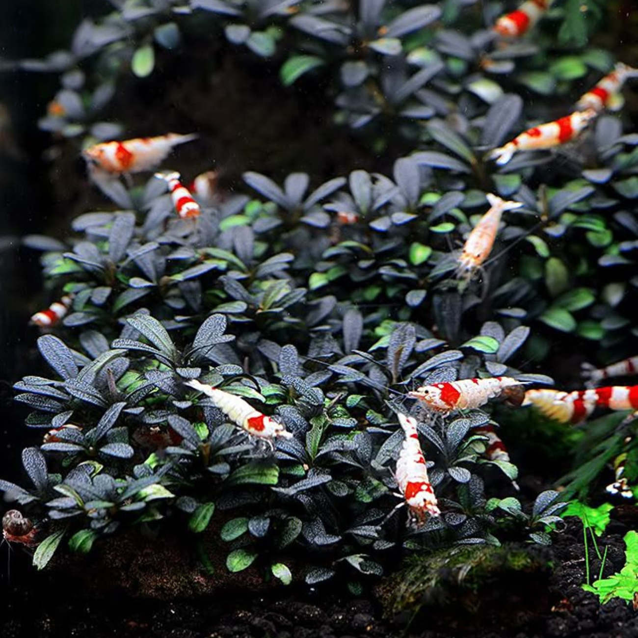 Bucephalandra Kedagang Round Mini