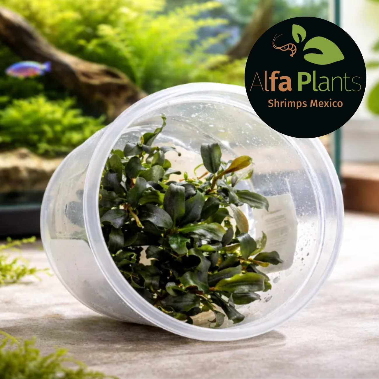 Bucephalandra Sanggau In-Vitro