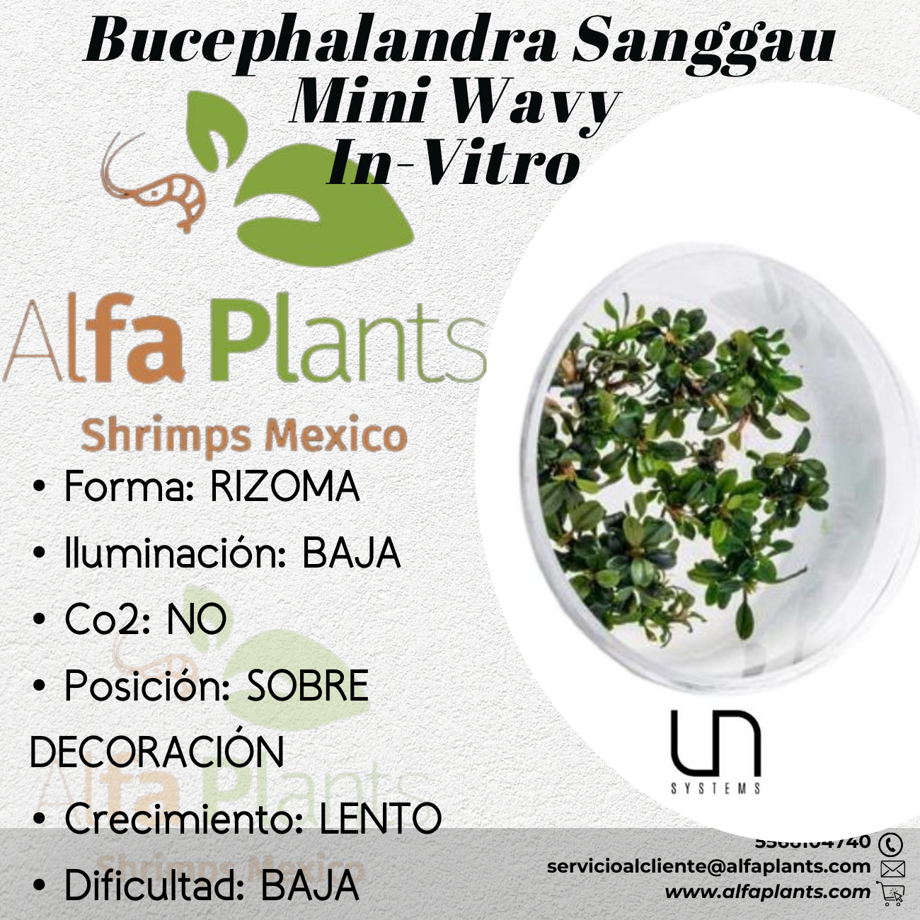 Bucephalandra Sanggau Mini Wavy In-Vitro