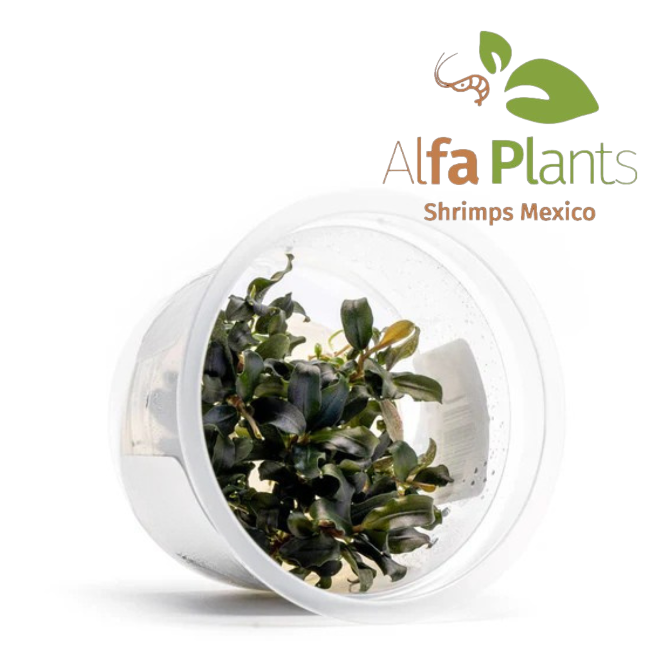 Bucephalandra Sekadau Giant Blue In-vitro