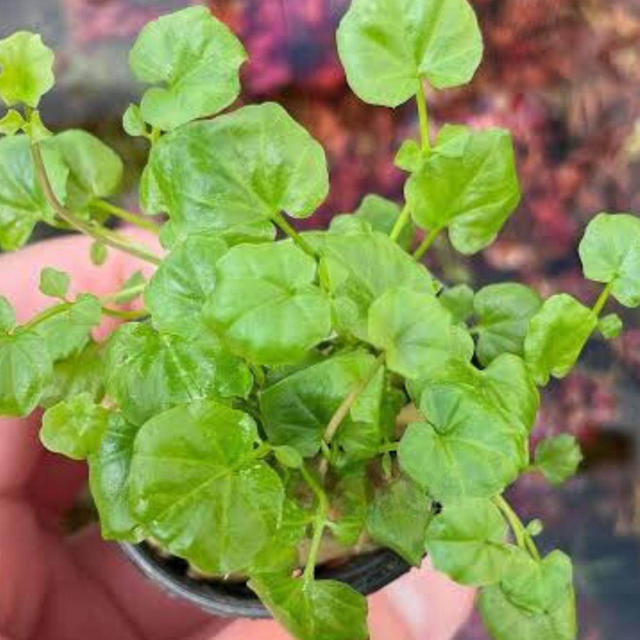 Cardamine Lyrata