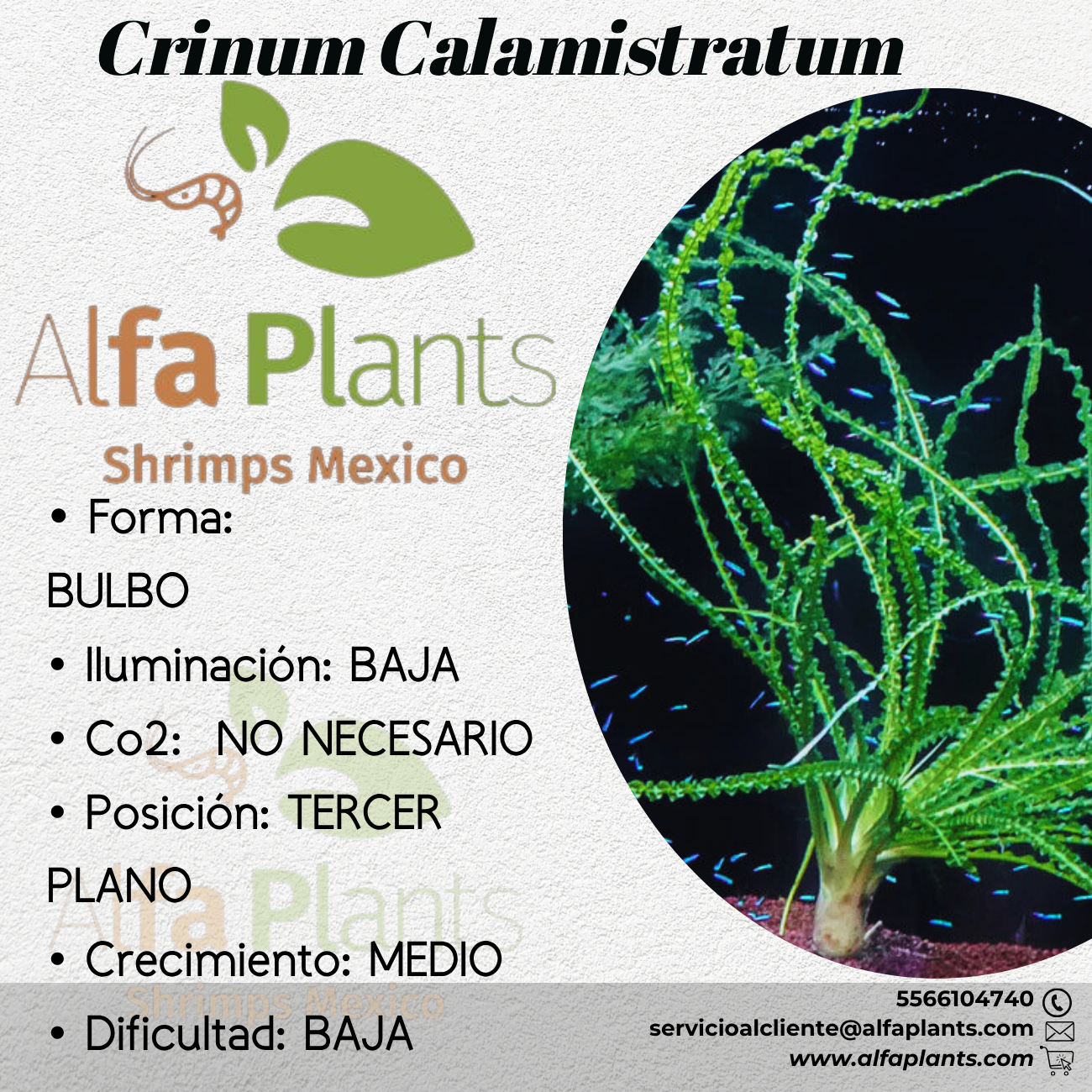 Crinum Calamistratum