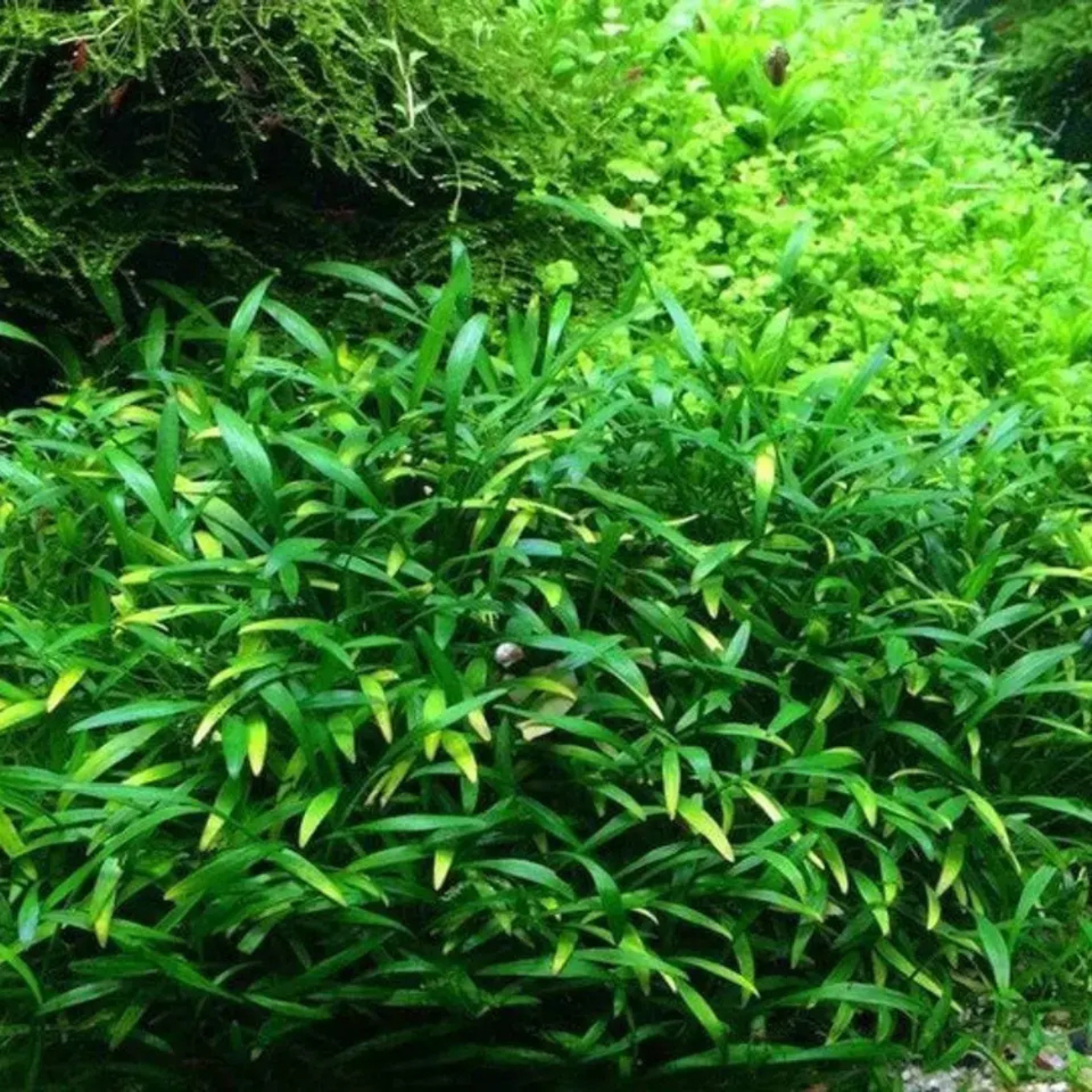 Cryptocoryne Willissi x Lucens