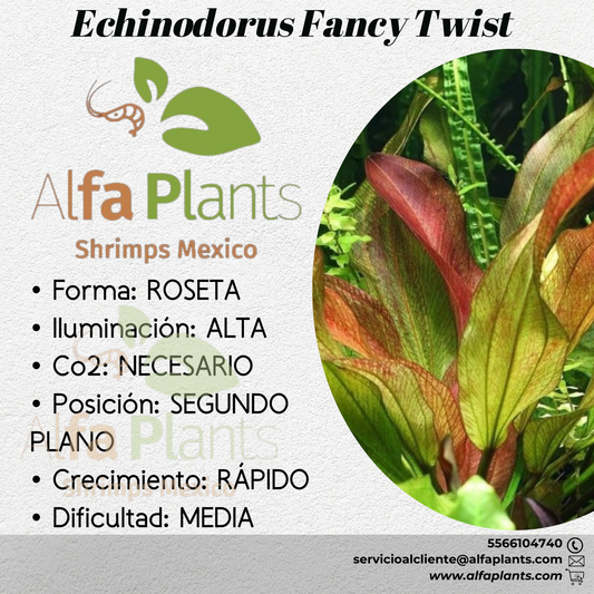 Echinodorus Fancy Twist